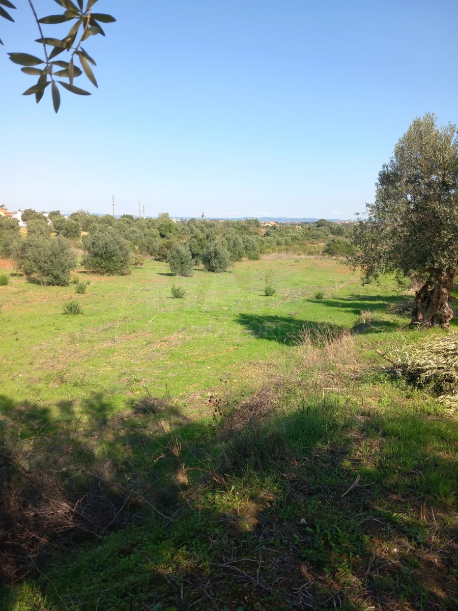 Terreno para Venda em Olaia e Paço Foto 2