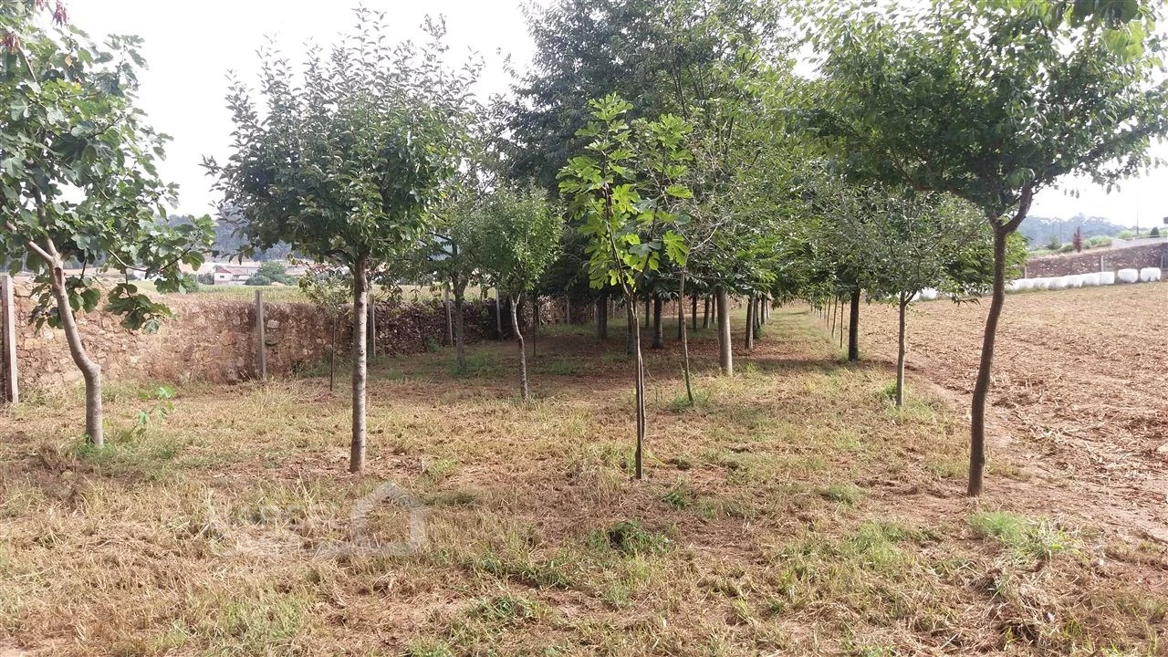 Terreno para Venda em Milhazes, Vilar de Figos e Faria Foto 4