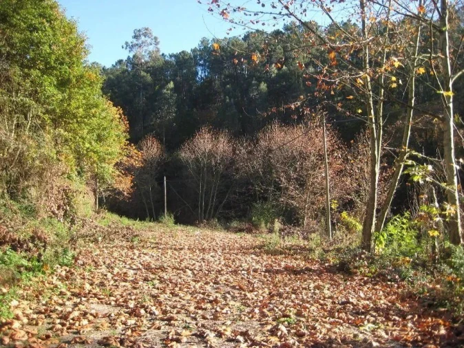 Moradia para Venda em Caçarilhe e Infesta Foto 5