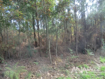 Terreno para Venda em Cavernães