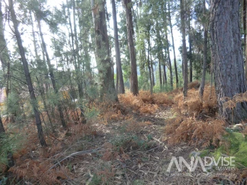 Terreno para Venda em Cavernães