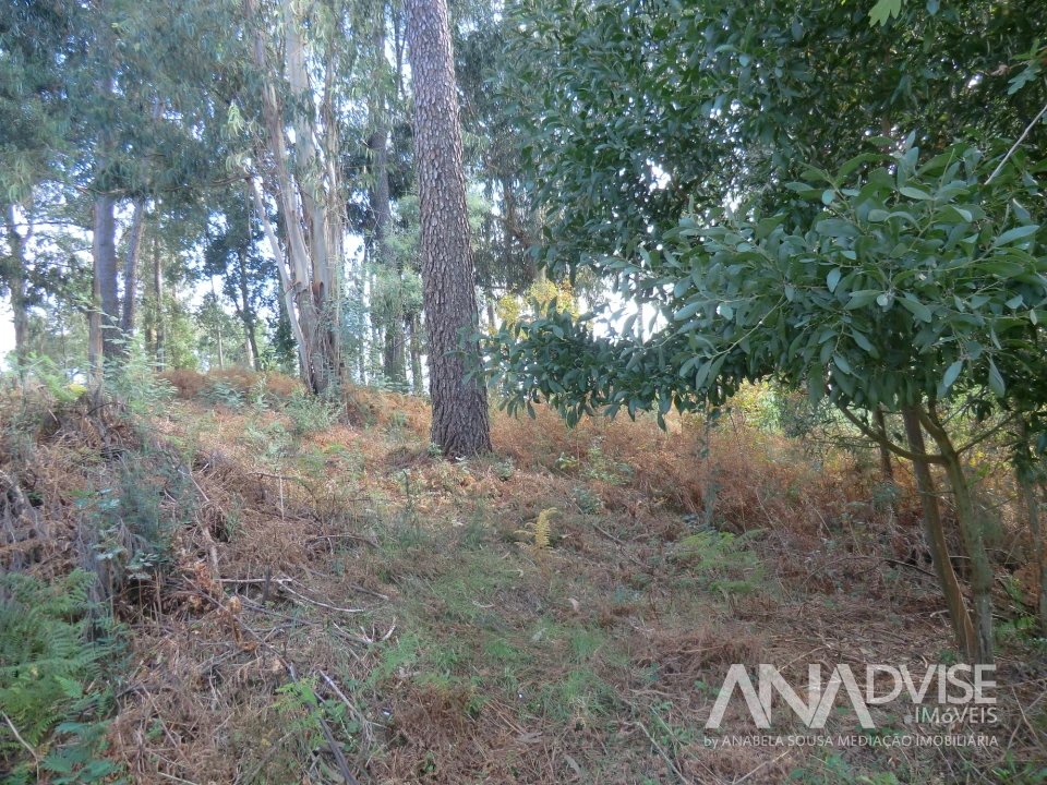Terreno para Venda em Cavernães Foto 3