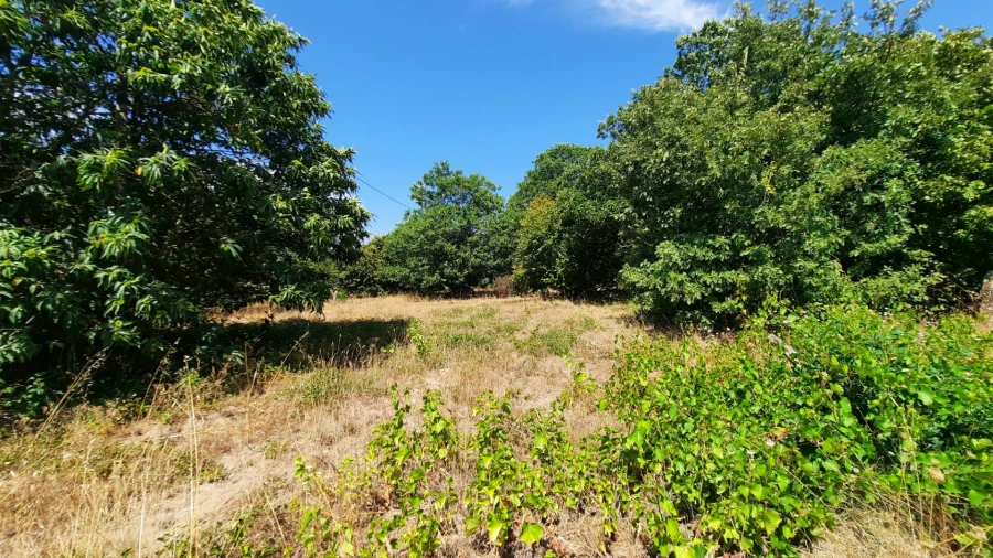 Quinta T5 para Venda em Fornos de Maceira Dão Foto 45