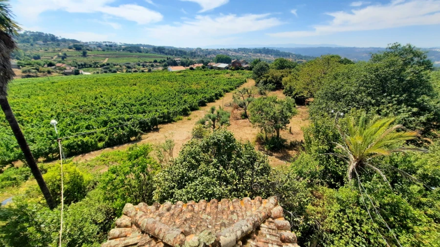 Quinta T5 para Venda em Fornos de Maceira Dão Foto 37