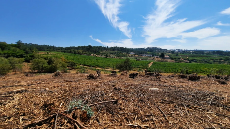 Quinta T5 para Venda em Fornos de Maceira Dão Foto 10