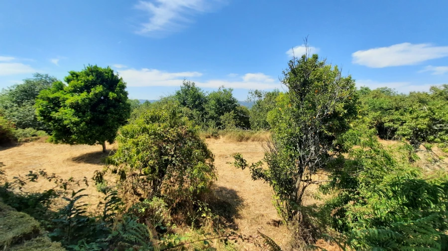 Quinta T5 para Venda em Fornos de Maceira Dão Foto 25
