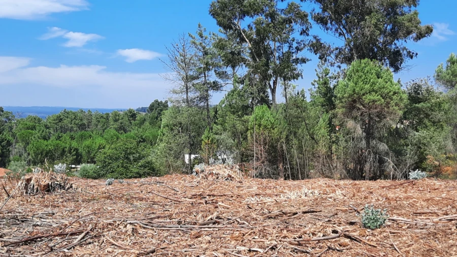 Quinta T5 para Venda em Fornos de Maceira Dão Foto 22