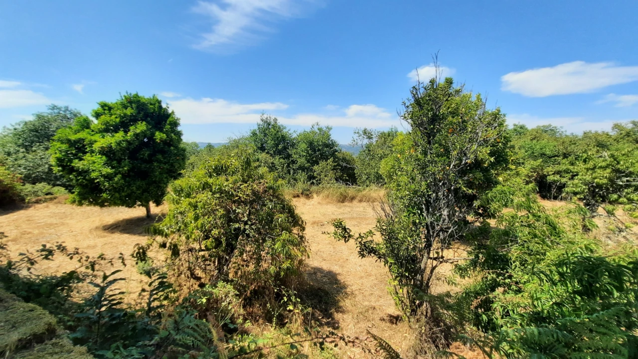 Quinta T5 para Venda em Fornos de Maceira Dão Foto 25