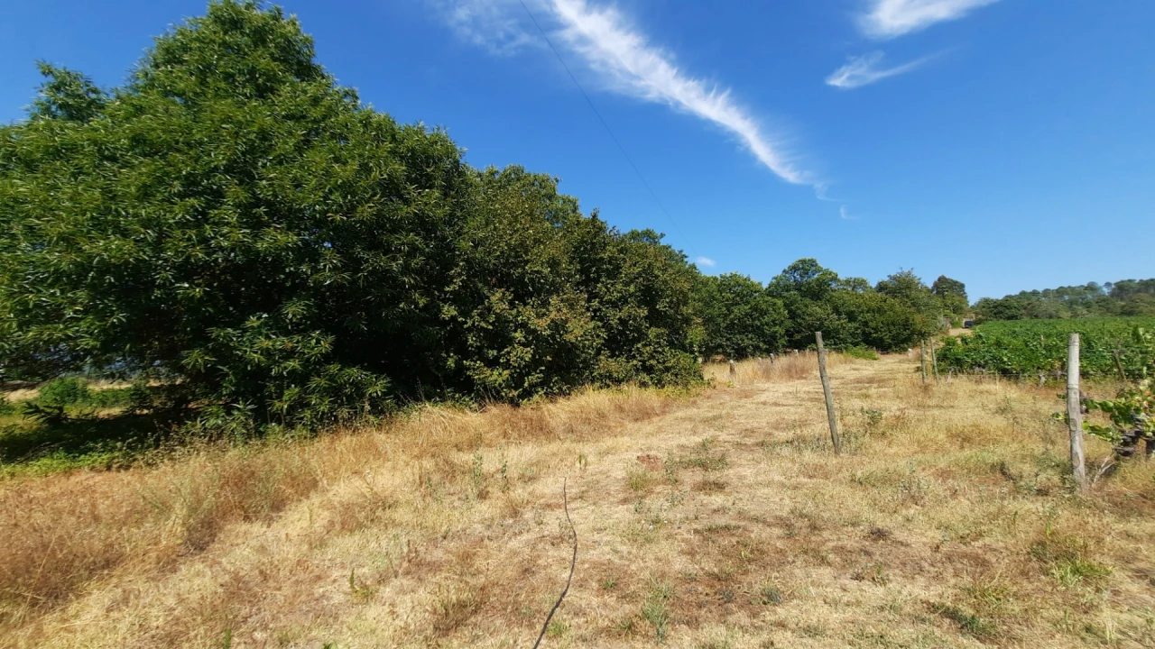 Quinta T5 para Venda em Fornos de Maceira Dão Foto 46
