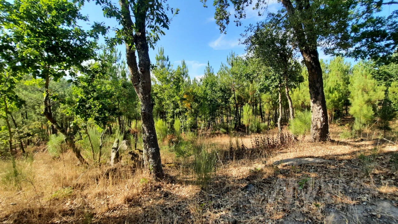 Quinta T0 para Venda em Abrunhosa-A-Velha Foto 22
