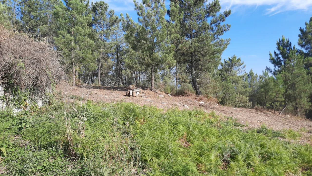 Quinta T0 para Venda em Abrunhosa-A-Velha Foto 7