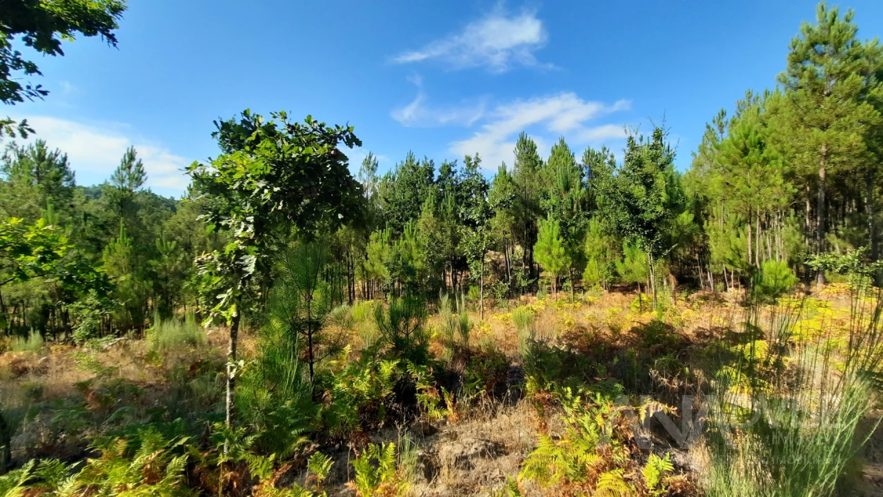 Quinta T0 para Venda em Abrunhosa-A-Velha Foto 23
