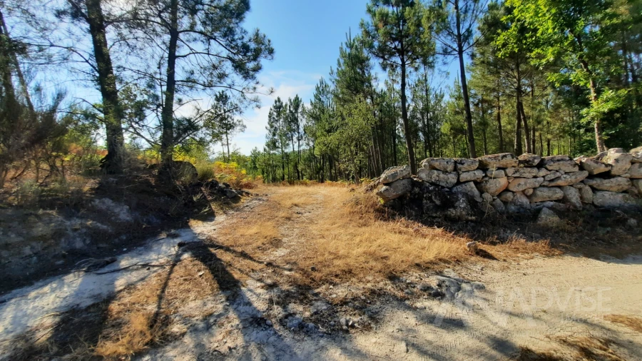 Quinta T0 para Venda em Abrunhosa-A-Velha Foto 25