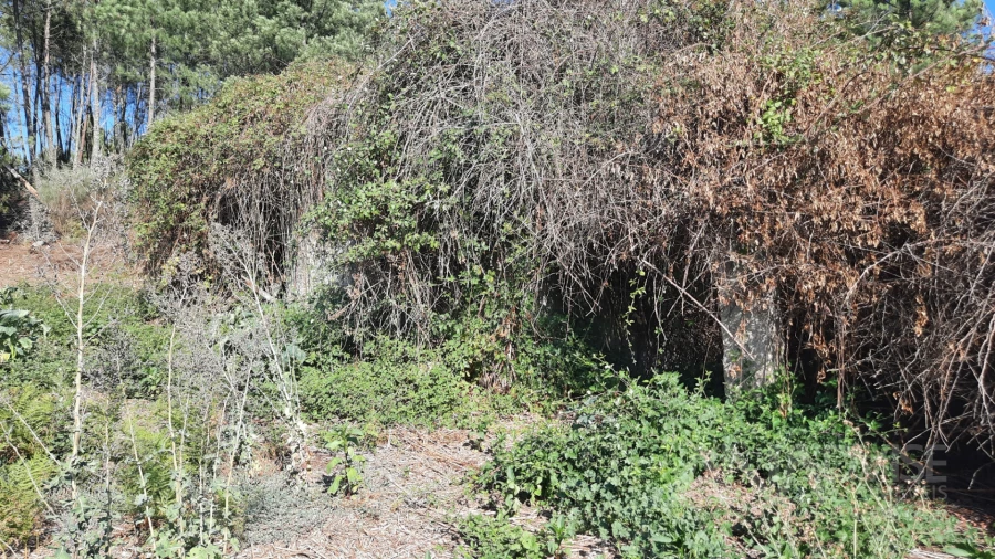 Quinta T0 para Venda em Abrunhosa-A-Velha Foto 6