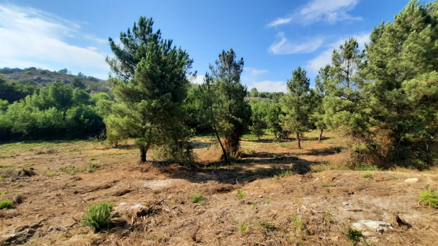 Quinta T0 para Venda em Abrunhosa-A-Velha Foto 13