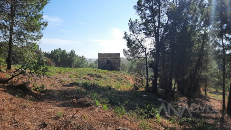 Quinta T0 para Venda em Abrunhosa-A-Velha Foto 20