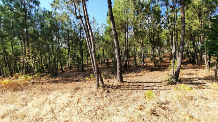 Quinta T0 para Venda em Abrunhosa-A-Velha Foto 24