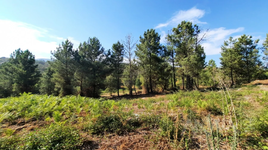 Quinta T0 para Venda em Abrunhosa-A-Velha Foto 4