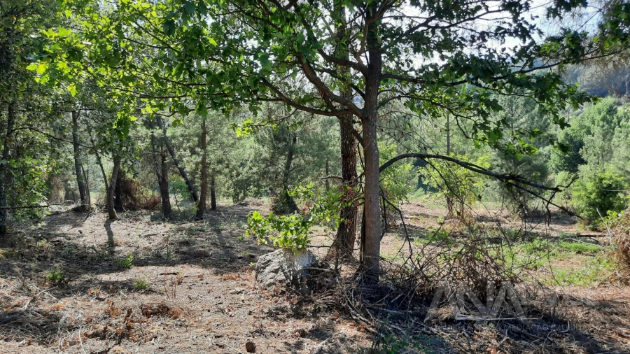 Quinta T0 para Venda em Abrunhosa-A-Velha Foto 21