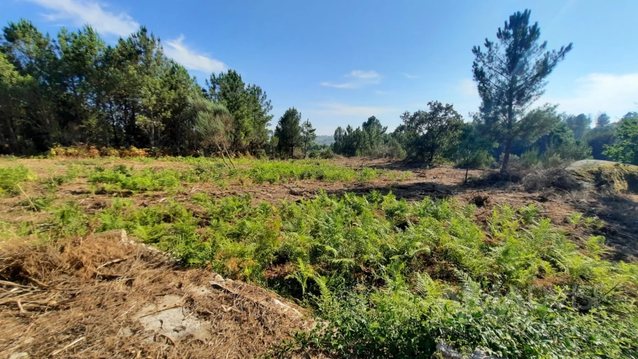 Quinta T0 para Venda em Abrunhosa-A-Velha Foto 16