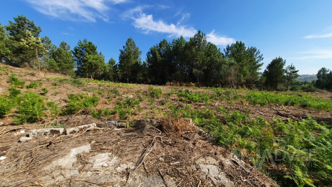 Quinta T0 para Venda em Abrunhosa-A-Velha Foto 17