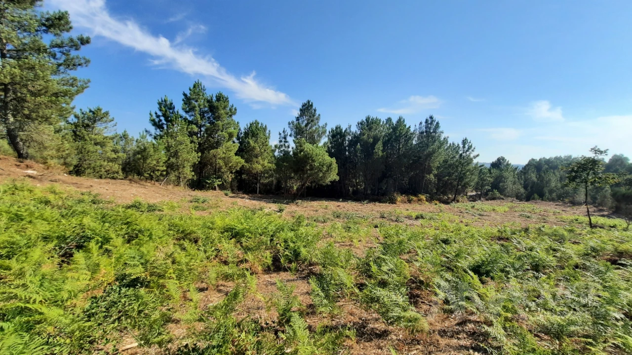 Quinta T0 para Venda em Abrunhosa-A-Velha Foto 8