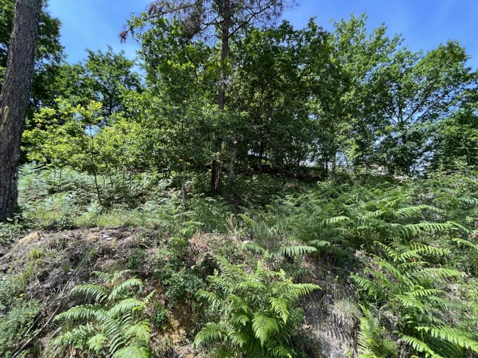 Quinta T0 para Venda em São Miguel do Mato Foto 33