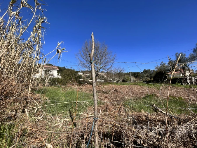Terreno para Venda em Rio de Loba Foto 8