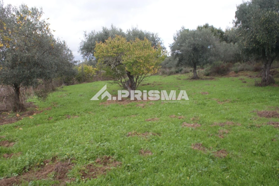 Terreno para Venda em Penamacor Foto 1