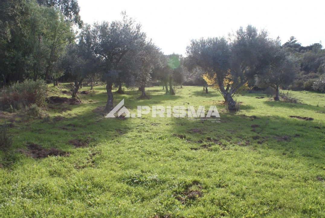 Terreno para Venda em Penamacor Foto 5