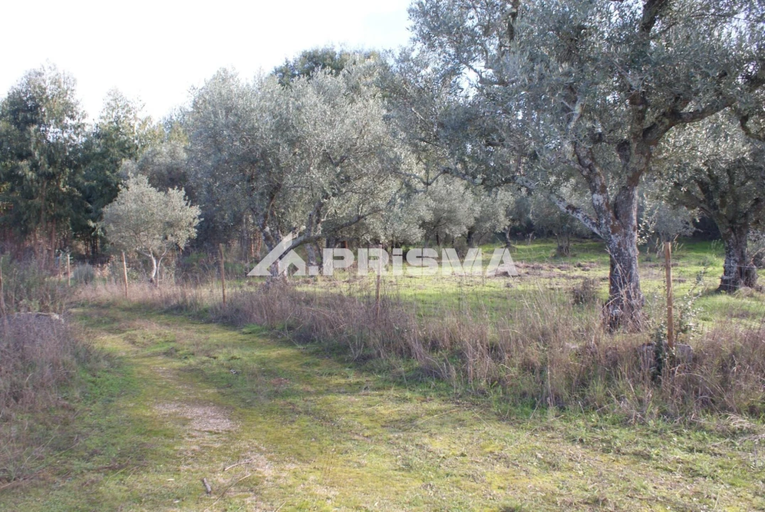 Terreno para Venda em Penamacor Foto 4