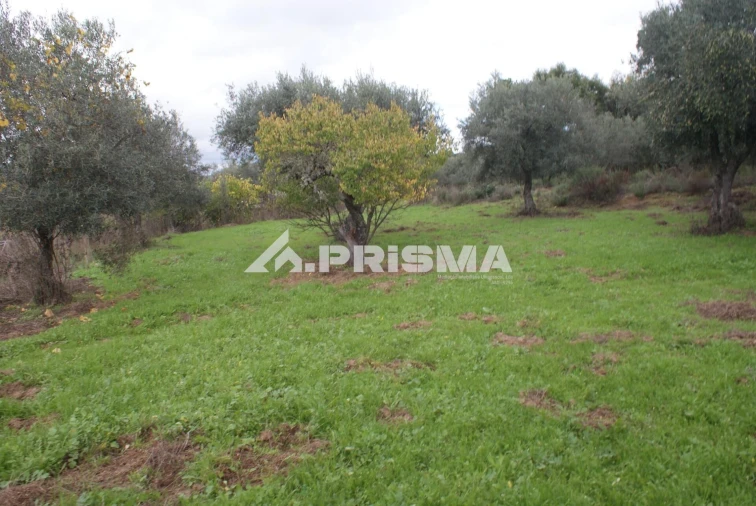 Terreno para Venda em Penamacor