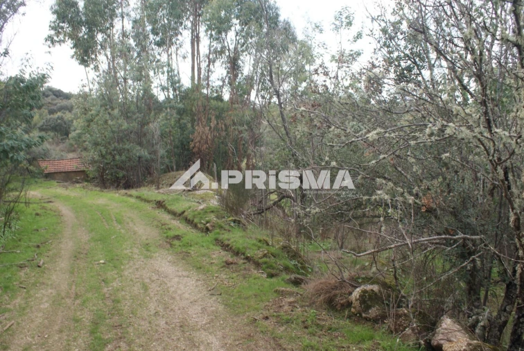 Terreno para Venda em Penamacor Foto 3