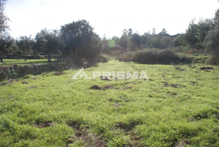 Terreno para Venda em Penamacor Foto 8