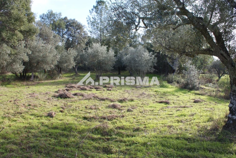 Terreno para Venda em Penamacor Foto 7