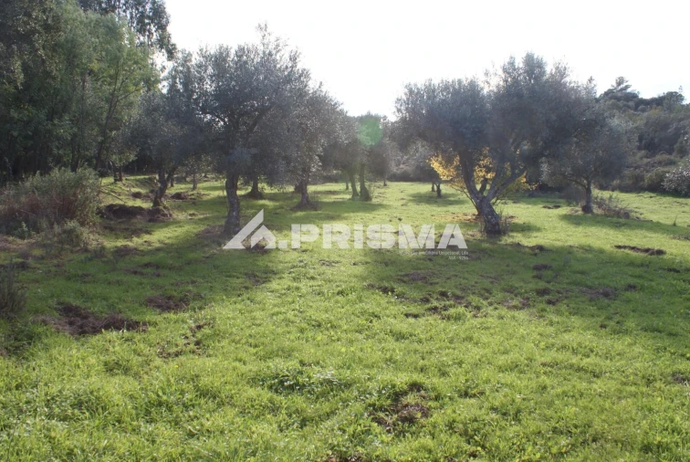 Terreno para Venda em Penamacor Foto 5