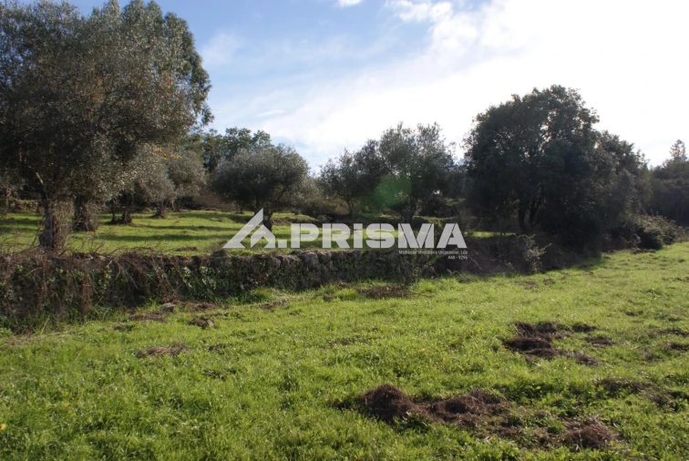 Terreno para Venda em Penamacor Foto 11