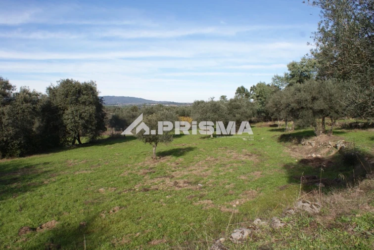 Terreno para Venda em Penamacor Foto 17