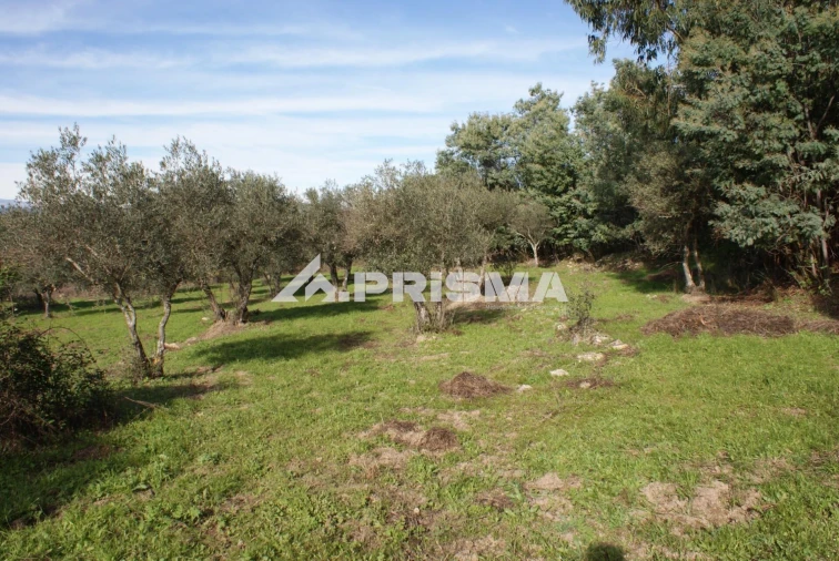 Terreno para Venda em Penamacor Foto 19