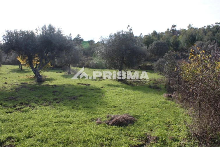 Terreno para Venda em Penamacor Foto 6