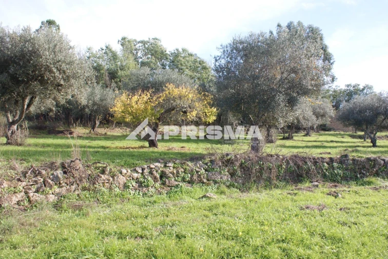Terreno para Venda em Penamacor Foto 10