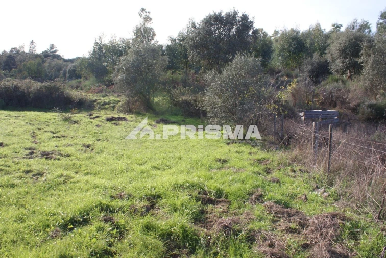 Terreno para Venda em Penamacor Foto 9