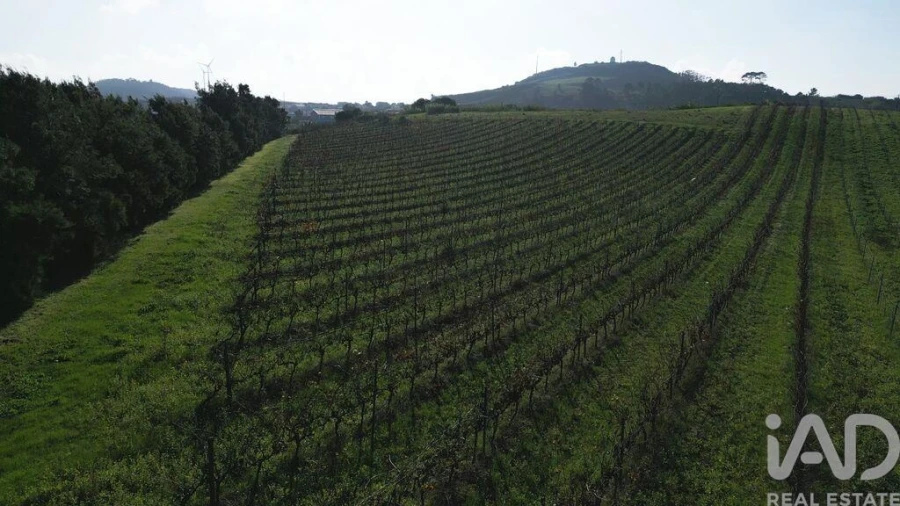 Terreno para Venda em Freiria Foto 17