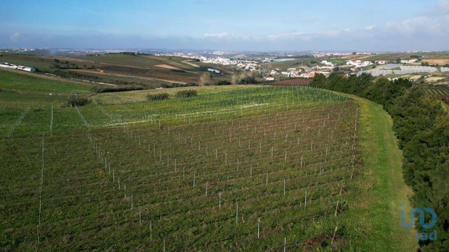 Terreno para Venda em Freiria Foto 15
