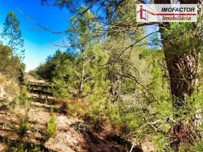 Terreno para Venda em Castelo Branco Foto 13