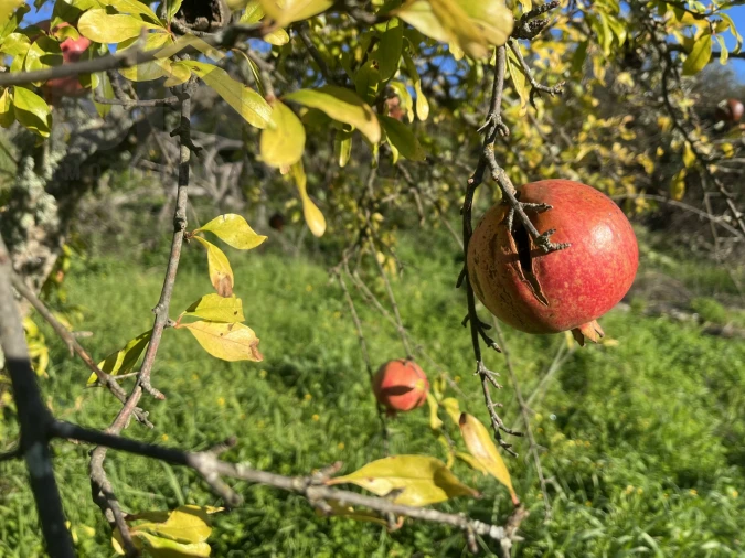 Quinta T0 para Venda em Perais Foto 16