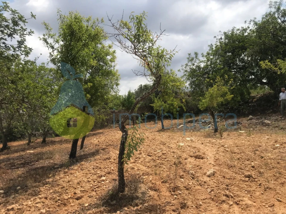 Terreno Agricola ou Rústico para Venda em Boliqueime Foto 3