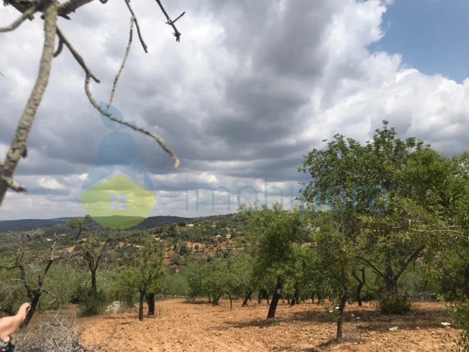 Terreno Agricola ou Rústico para Venda em Boliqueime Foto 2