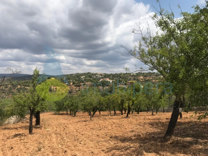 Terreno Agricola ou Rústico para Venda em Boliqueime Foto 5