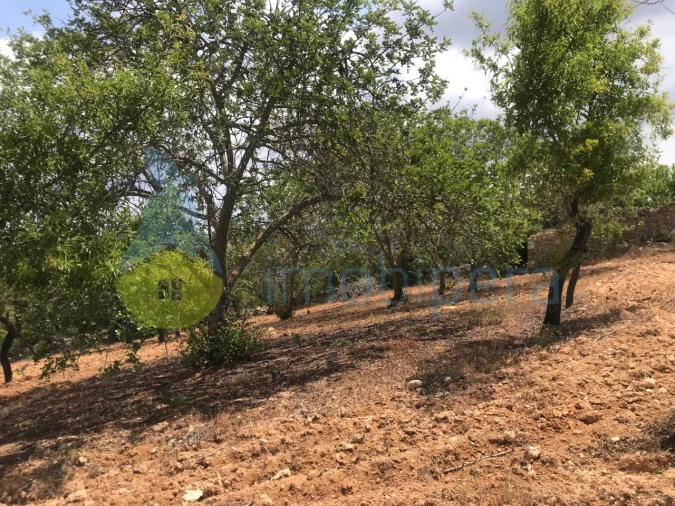 Terreno Agricola ou Rústico para Venda em Boliqueime Foto 6